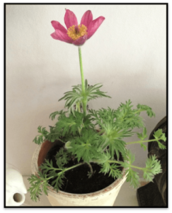 imogenbowen3 potted plant with pink flower
